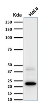 FTL Antibody