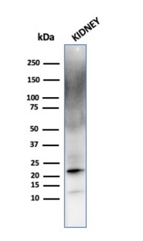 FTL Antibody