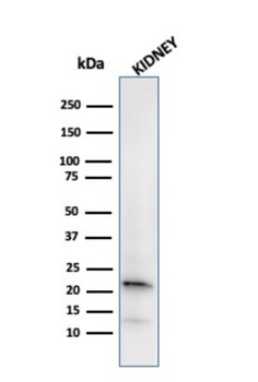 FTL Antibody