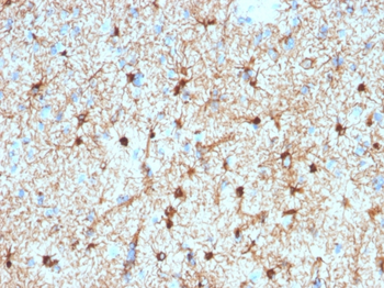 GFAP Antibody