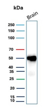 GFAP Antibody