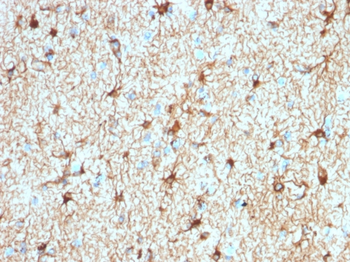 GFAP Antibody