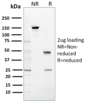 SFN Antibody