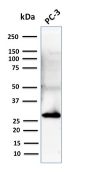 SFN Antibody