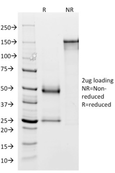 GP2 Antibody