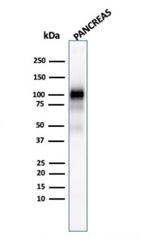 GP2 Antibody