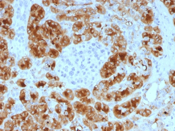GP2 Antibody