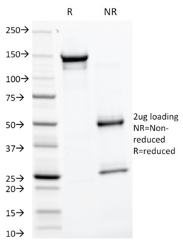 GP2 Antibody