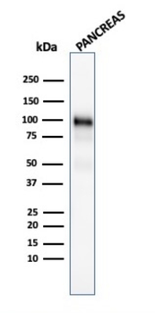 GP2 Antibody