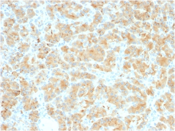 GP2 Antibody