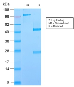 GP2 Antibody