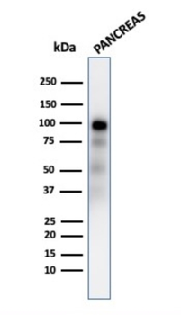 GP2 Antibody