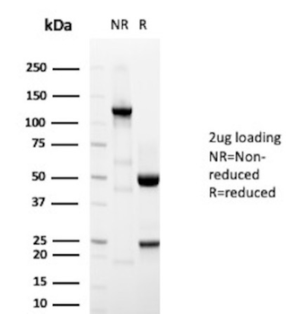 GP2 Antibody