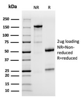 CD274 Antibody