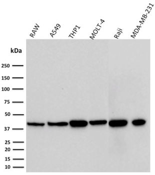 CD274 Antibody