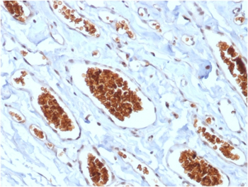 GYPA Antibody