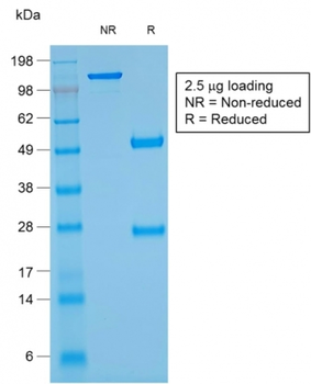 GYPA Antibody