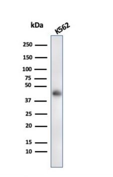 GYPA Antibody