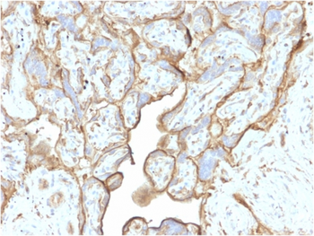 ANXA1 Antibody