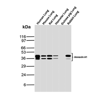 ANXA1 Antibody