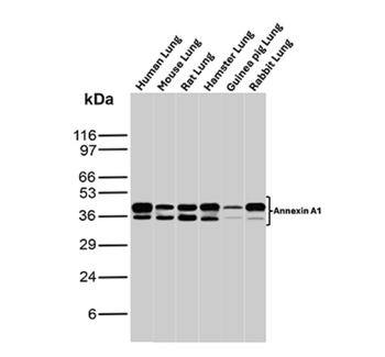 ANXA1 Antibody
