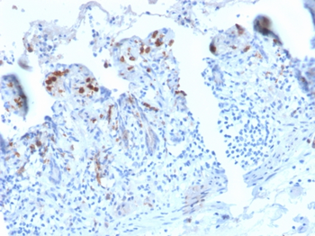 CD209 Antibody