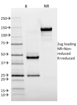 HLA-DRA Antibody