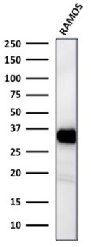 HLA-DRA Antibody