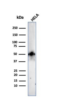 FOXA1 Antibody