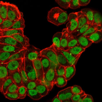 FOXA1 Antibody