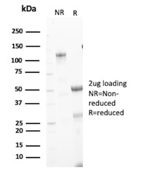 FOXA1 Antibody
