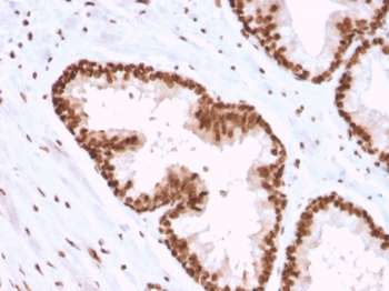 APEX1 Antibody