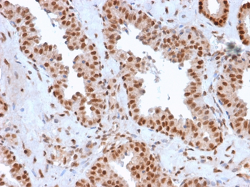 APEX1 Antibody