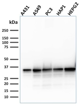 APEX1 Antibody