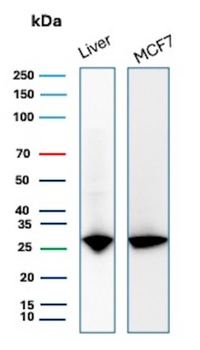 HSPB1 Antibody