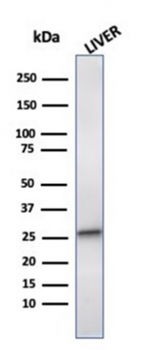 HSPB1 Antibody