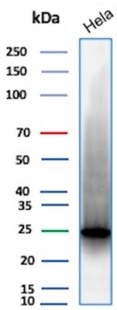 HSPB1 Antibody
