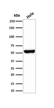HSPD1 Antibody