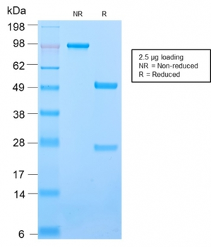 ICAM3 Antibody