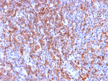 ICAM3 Antibody