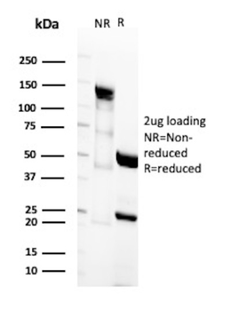 ICAM3 Antibody