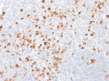 IGHG1 Antibody