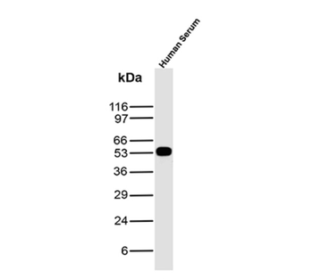 IGHG1 Antibody