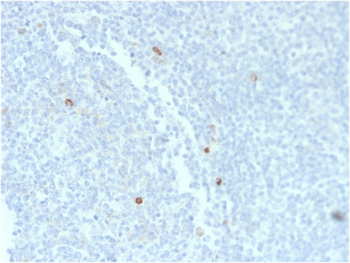 IGHM Antibody