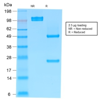 IGHM Antibody