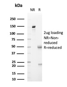 IGHM Antibody