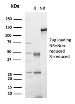 KLK3 Antibody