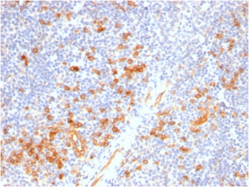 IL3RA Antibody