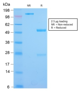 IL3RA Antibody
