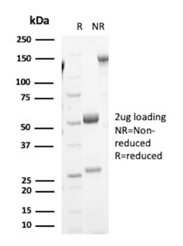 IL3RA Antibody